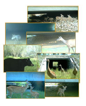 collage of animal photos taken at US 93 wildlife crossing structures