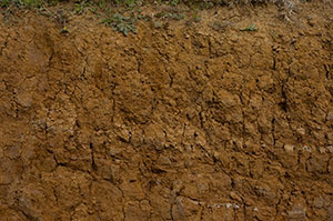 Close-up showing a deep cross-section of soil.