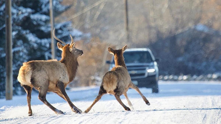 Elk darting in front of car